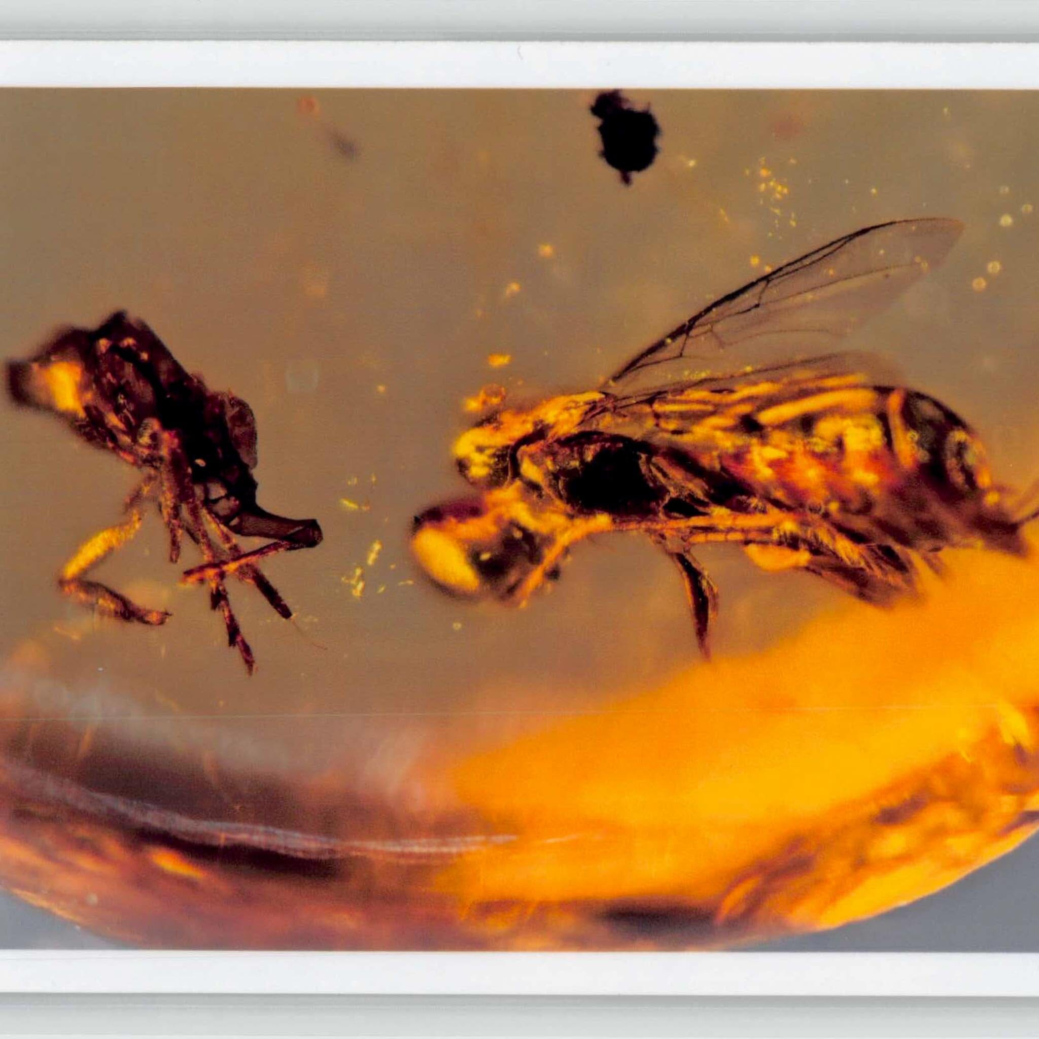 Burmese Insect Amber Hymenoptera Wasp and Unknown Bug Fossil Cretaceous Age