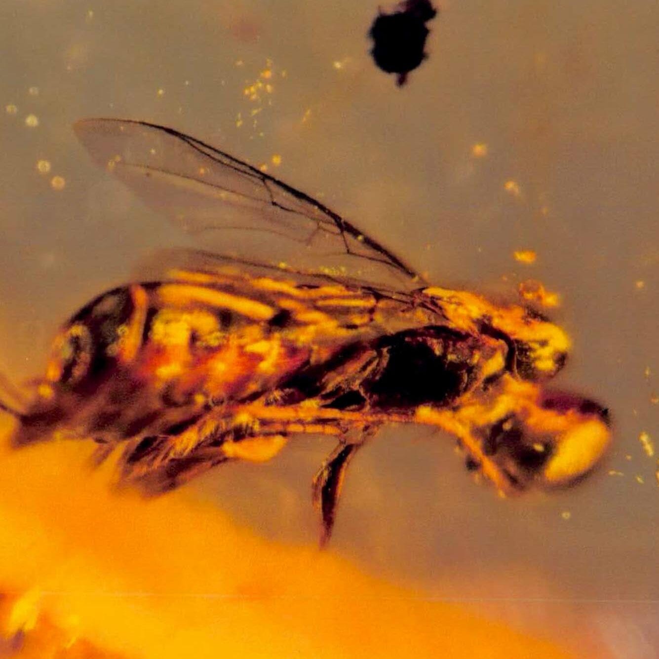 Burmese Insect Amber Hymenoptera Wasp and Unknown Bug Fossil Cretaceous Age