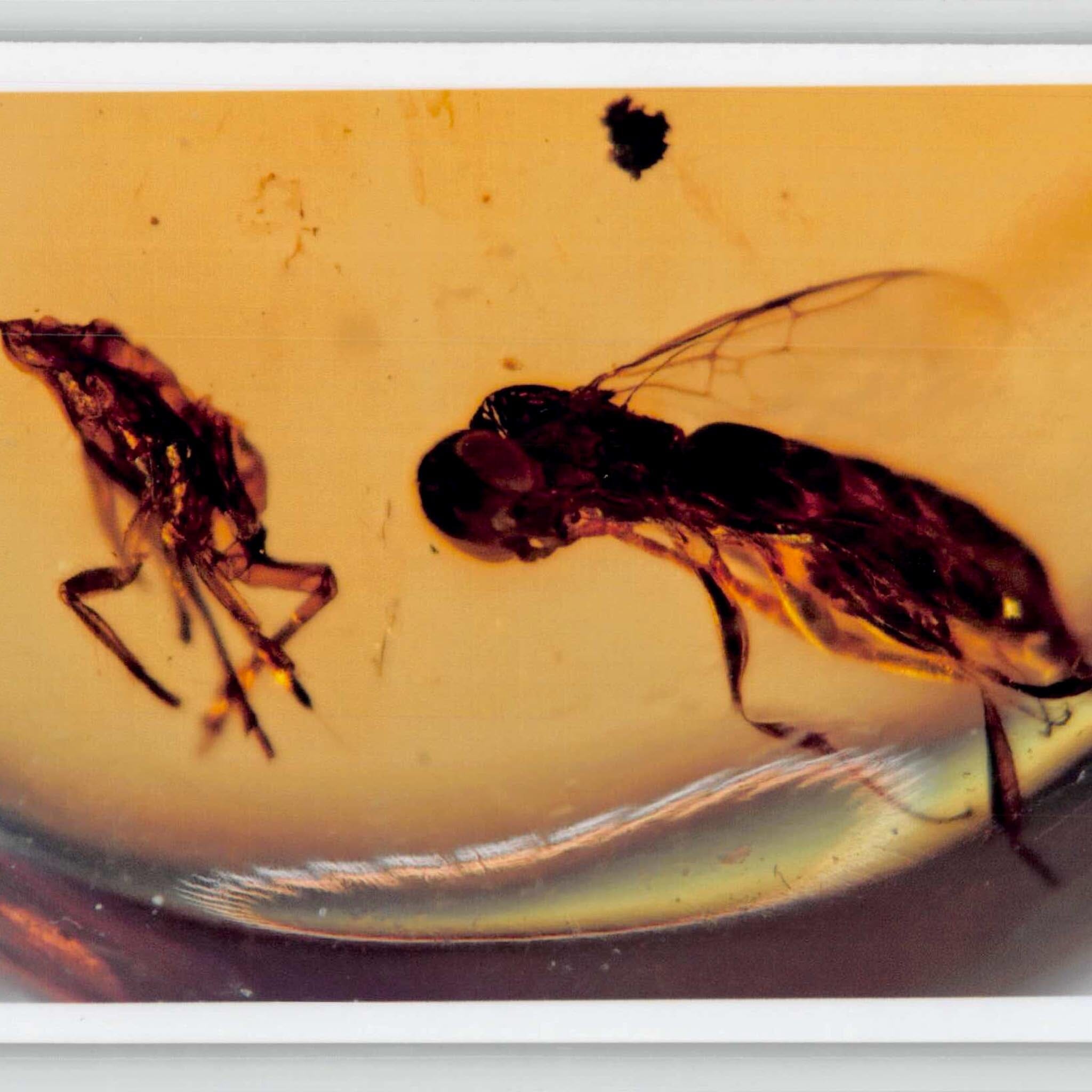 Burmese Insect Amber Hymenoptera Wasp and Unknown Bug Fossil Cretaceous Age