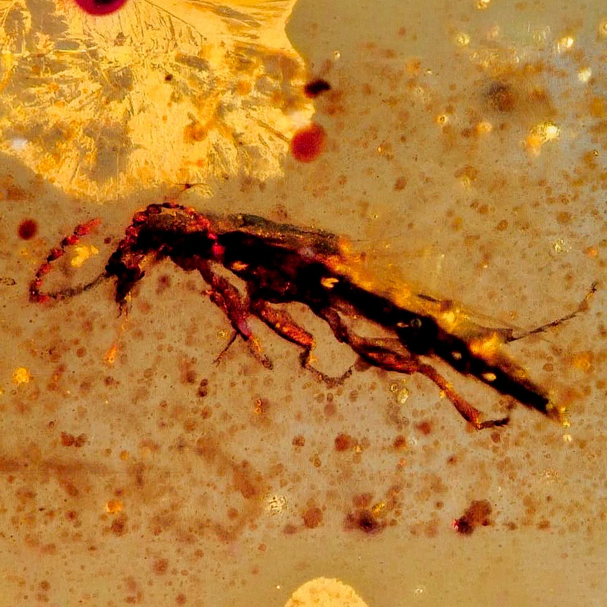 Burmese Insect Amber Unknown Flying Fossil Cretaceous Bermite Dinosaur Age - Fossil Age Minerals