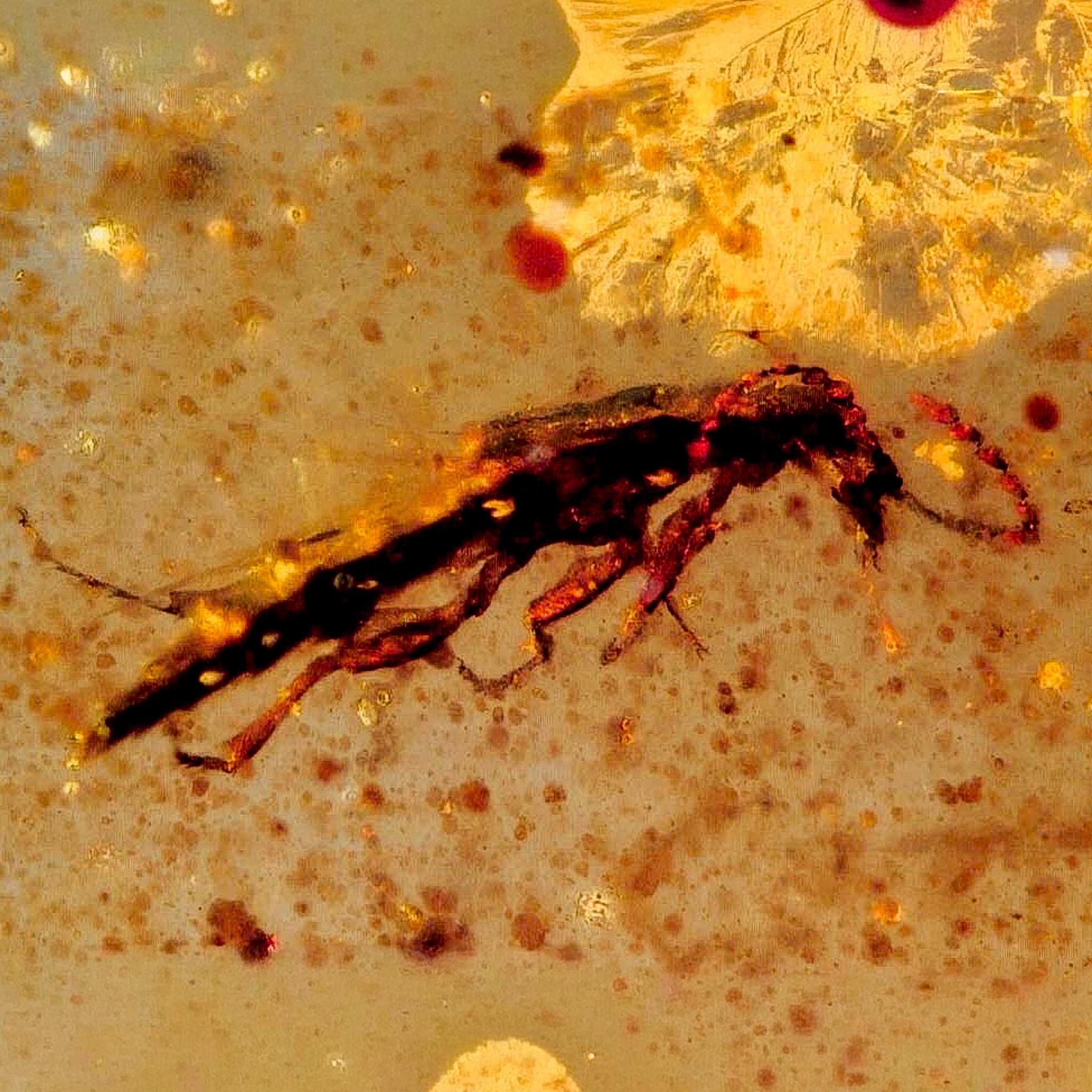 Burmese Insect Amber Unknown Flying Fossil Cretaceous Bermite Dinosaur Age - Fossil Age Minerals