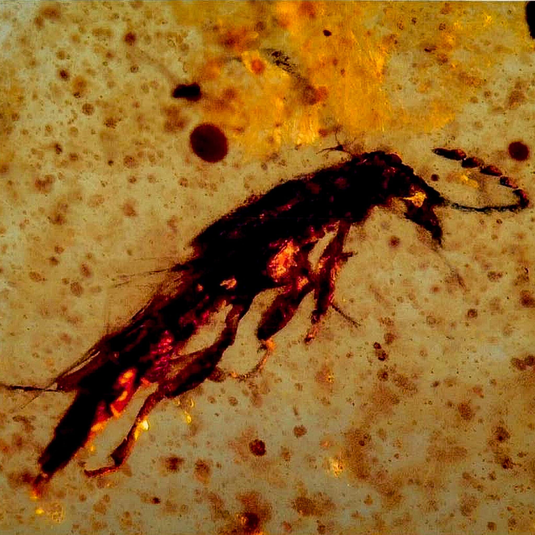 Burmese Insect Amber Unknown Flying Fossil Cretaceous Bermite Dinosaur Age - Fossil Age Minerals