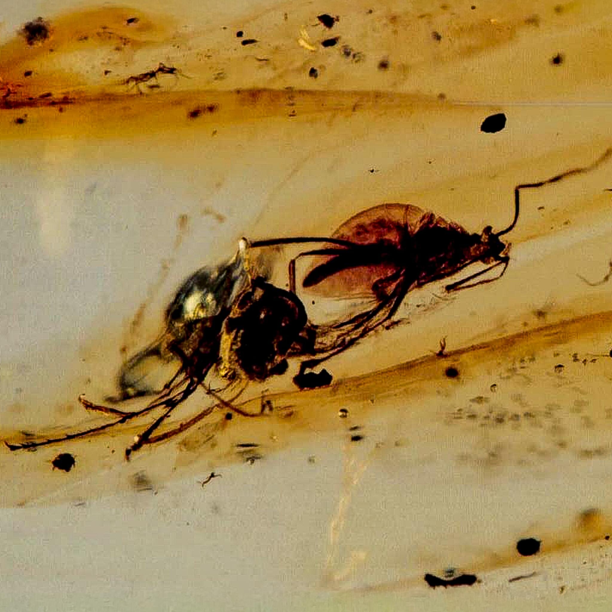 Burmese Insect Amber Unknown Flying Fossil Cretaceous Bermite Dinosaur Age - Fossil Age Minerals