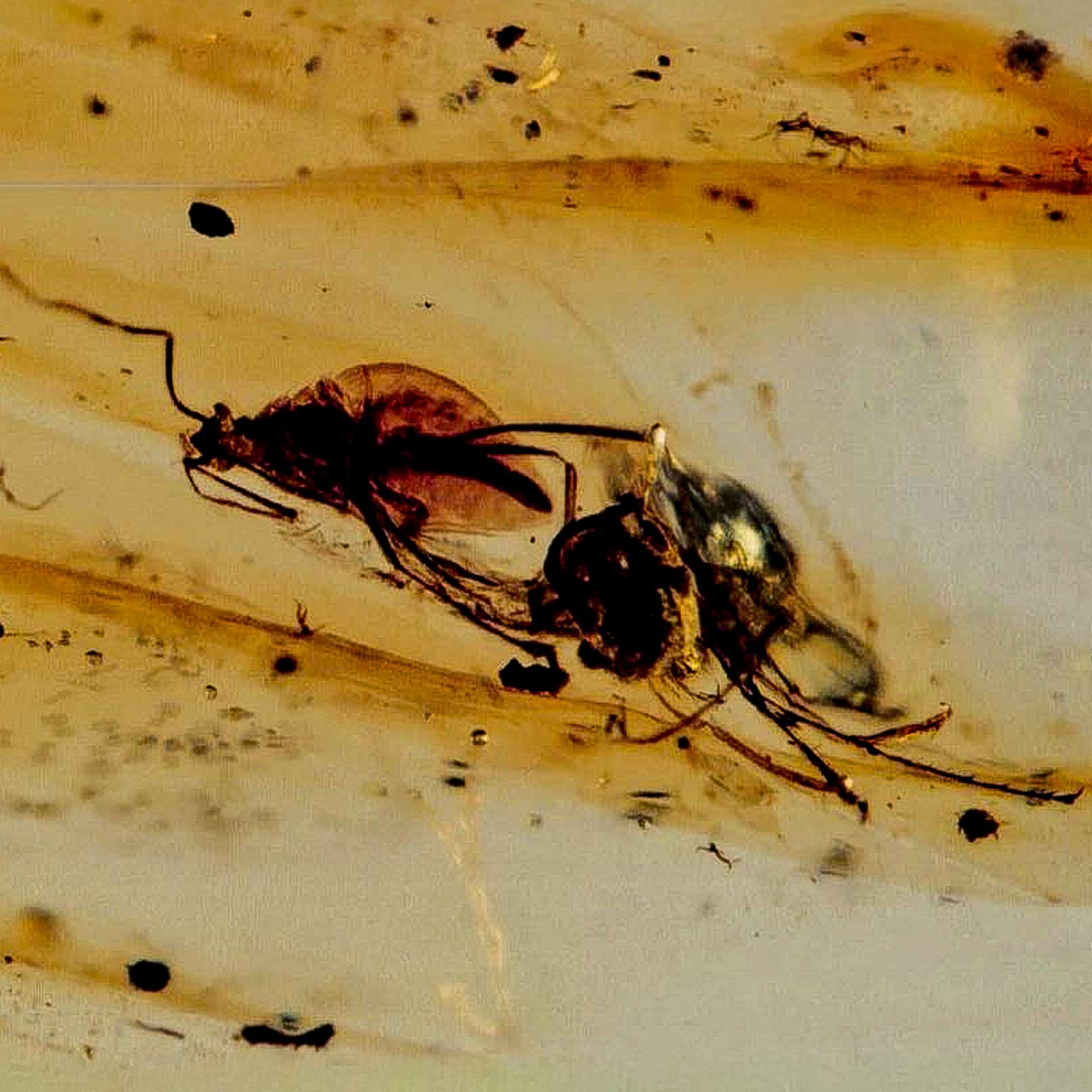 Burmese Insect Amber Unknown Flying Fossil Cretaceous Bermite Dinosaur Age - Fossil Age Minerals