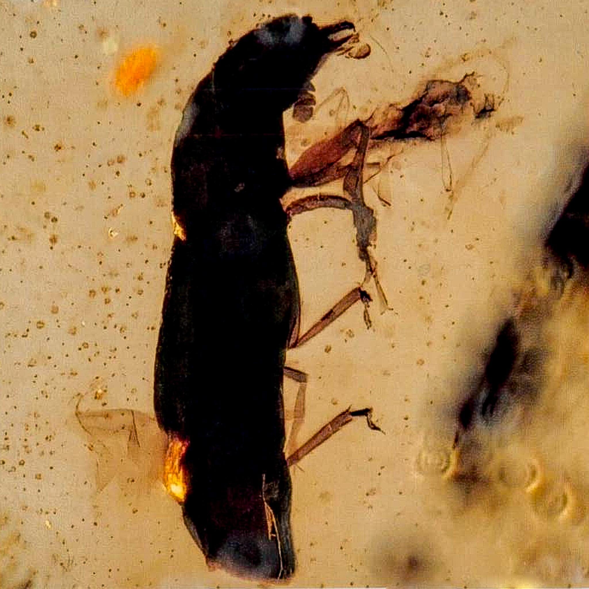 Burmese Insect Amber Coleoptera Beetle Bug Fossil Cretaceous Bermite Dinosaur Age - Fossil Age Minerals
