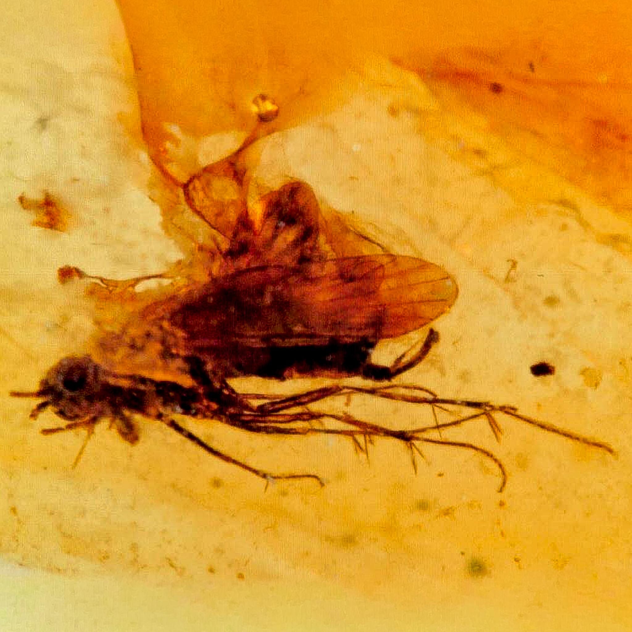 Burmese Insect Amber Unknown Flying Fossil Cretaceous Bermite Dinosaur Age - Fossil Age Minerals