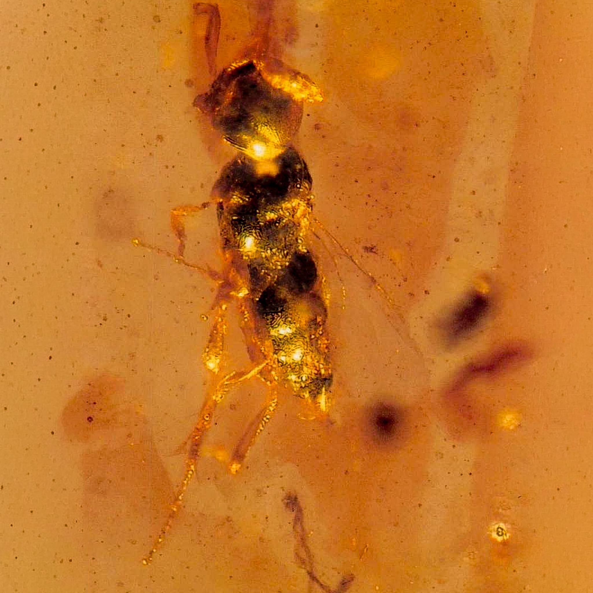 Burmese Insect Amber Hymenoptera Wasp Bee Fossil Cretaceous Dinosaur Age - Fossil Age Minerals