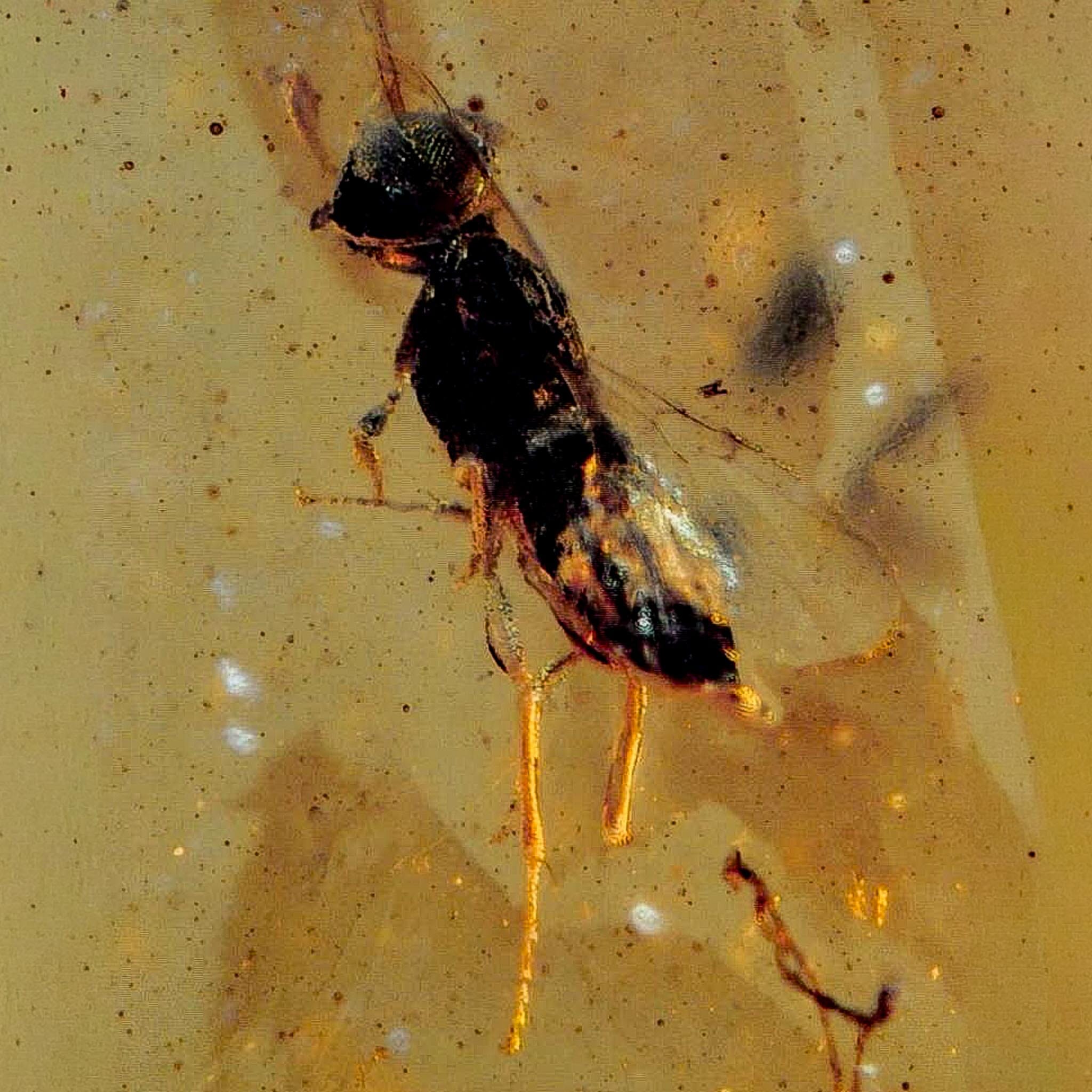Burmese Insect Amber Hymenoptera Wasp Bee Fossil Cretaceous Dinosaur Age - Fossil Age Minerals
