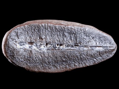 4.1" Cyperite Sp Lycopod Fossil Plant Leaf Paleozoic Era Mazon Creek, Illinois