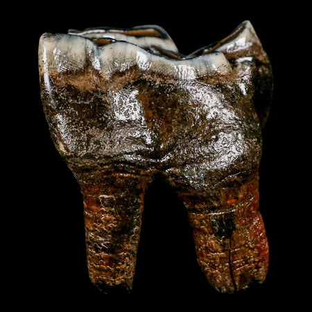 3" Woolly Rhinoceros Fossil Rooted Tooth Pleistocene Age Megafauna Russia COA