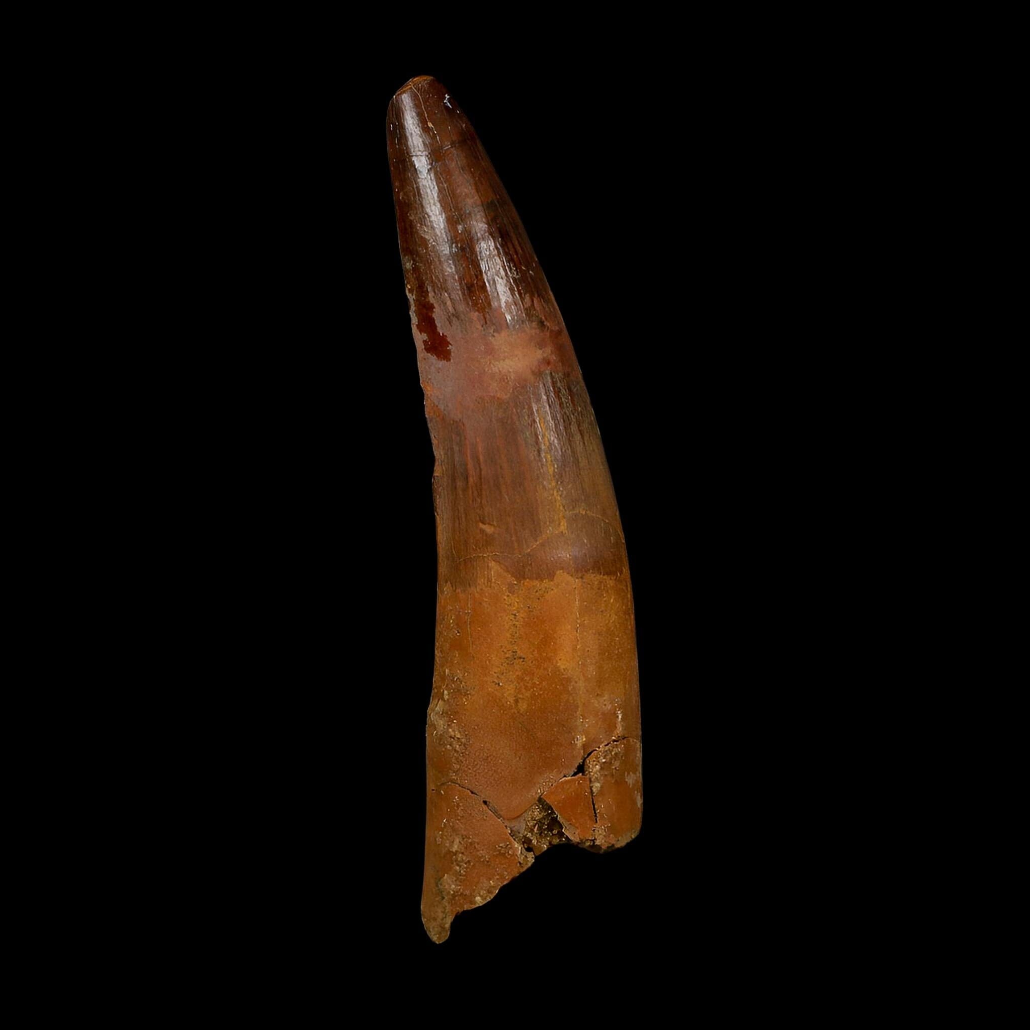 XL 3.8" Spinosaurus Fossil Tooth 100 Million Years Old Cretaceous Dinosaur COA - Fossil Age Minerals