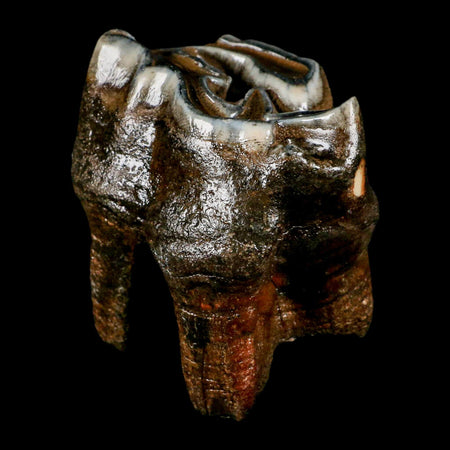 3" Woolly Rhinoceros Fossil Rooted Tooth Pleistocene Age Megafauna Russia COA