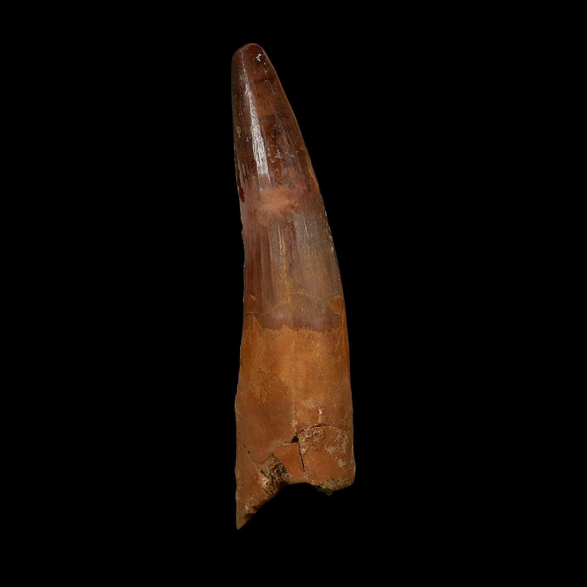 XL 3.8" Spinosaurus Fossil Tooth 100 Million Years Old Cretaceous Dinosaur COA - Fossil Age Minerals