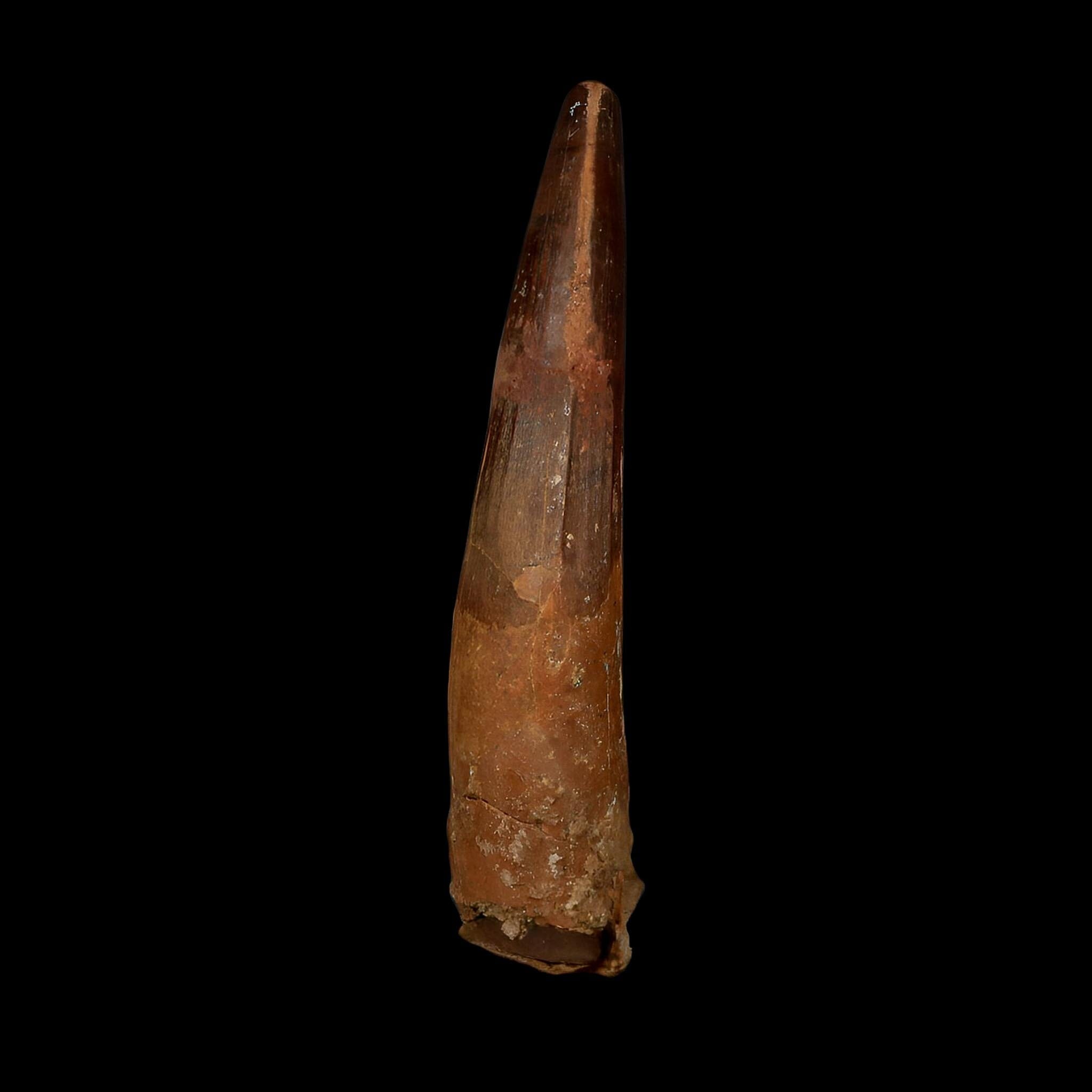 XL 3.8" Spinosaurus Fossil Tooth 100 Million Years Old Cretaceous Dinosaur COA - Fossil Age Minerals