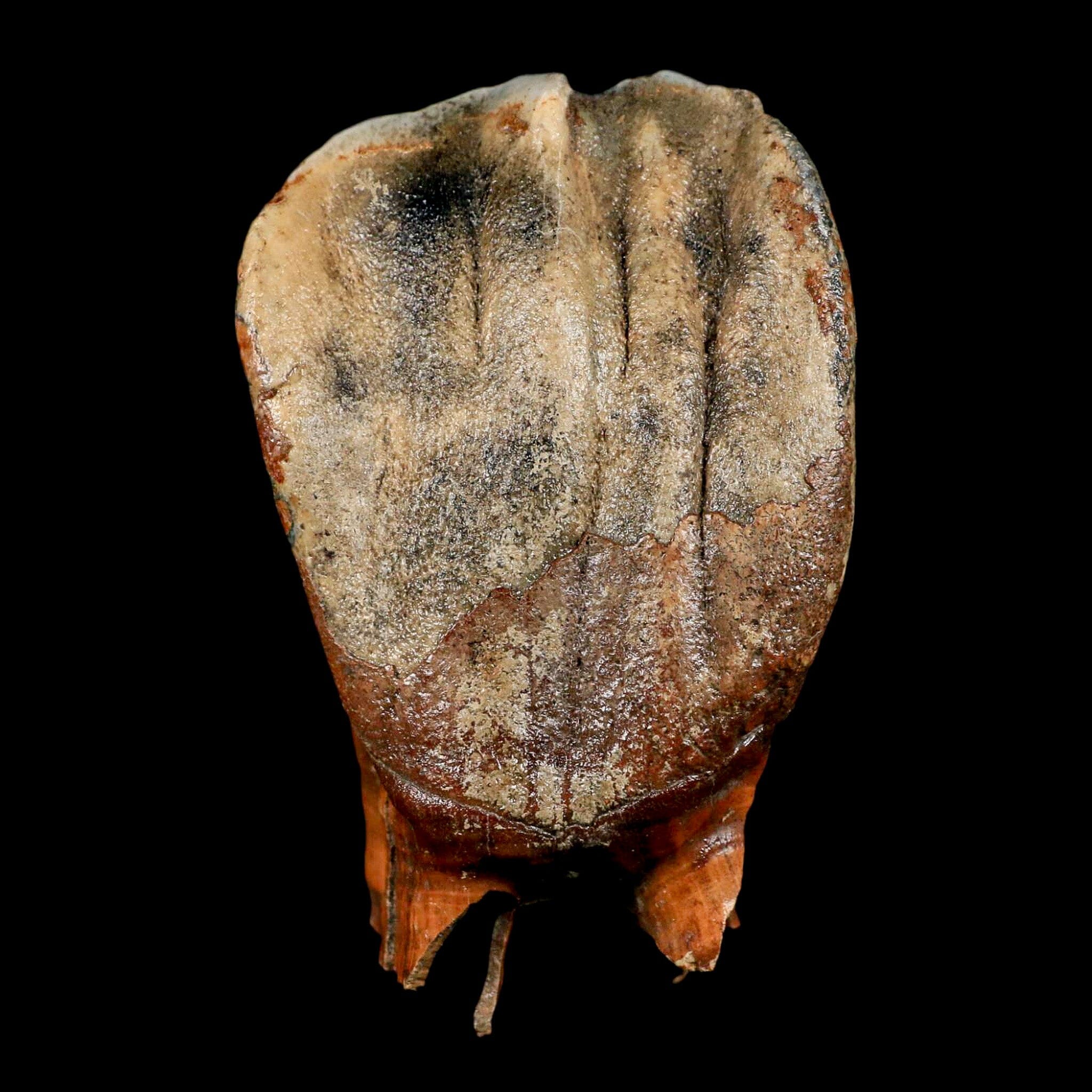 3.7" Woolly Rhinoceros Fossil Rooted Tooth Pleistocene Age Megafauna Russia COA - Fossil Age Minerals