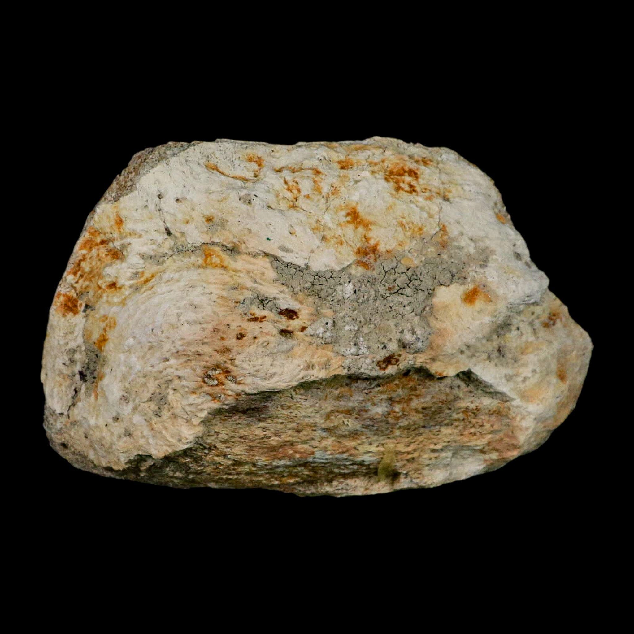 4.8" Brontothere Fossil Knee Bone Eocene Age Badlands S Dakota Titanothere COA - Fossil Age Minerals