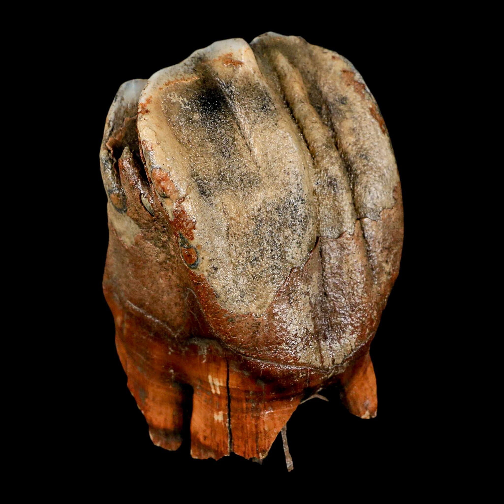 3.7" Woolly Rhinoceros Fossil Rooted Tooth Pleistocene Age Megafauna Russia COA - Fossil Age Minerals