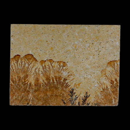 3.2" Pyrolusite Dendritic Limestone Solnhofen Upper Jurassic Age West Germany