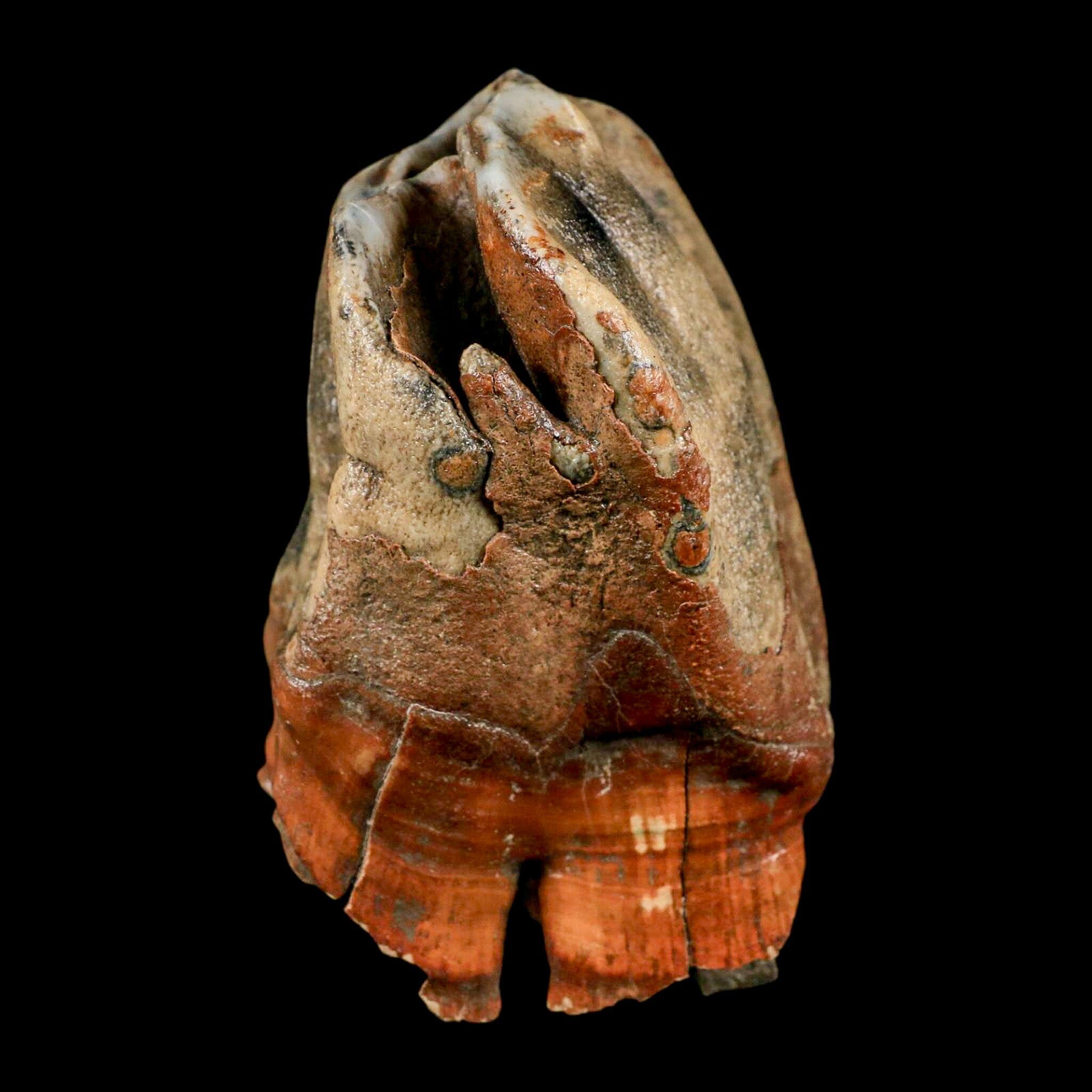 3.7" Woolly Rhinoceros Fossil Rooted Tooth Pleistocene Age Megafauna Russia COA - Fossil Age Minerals