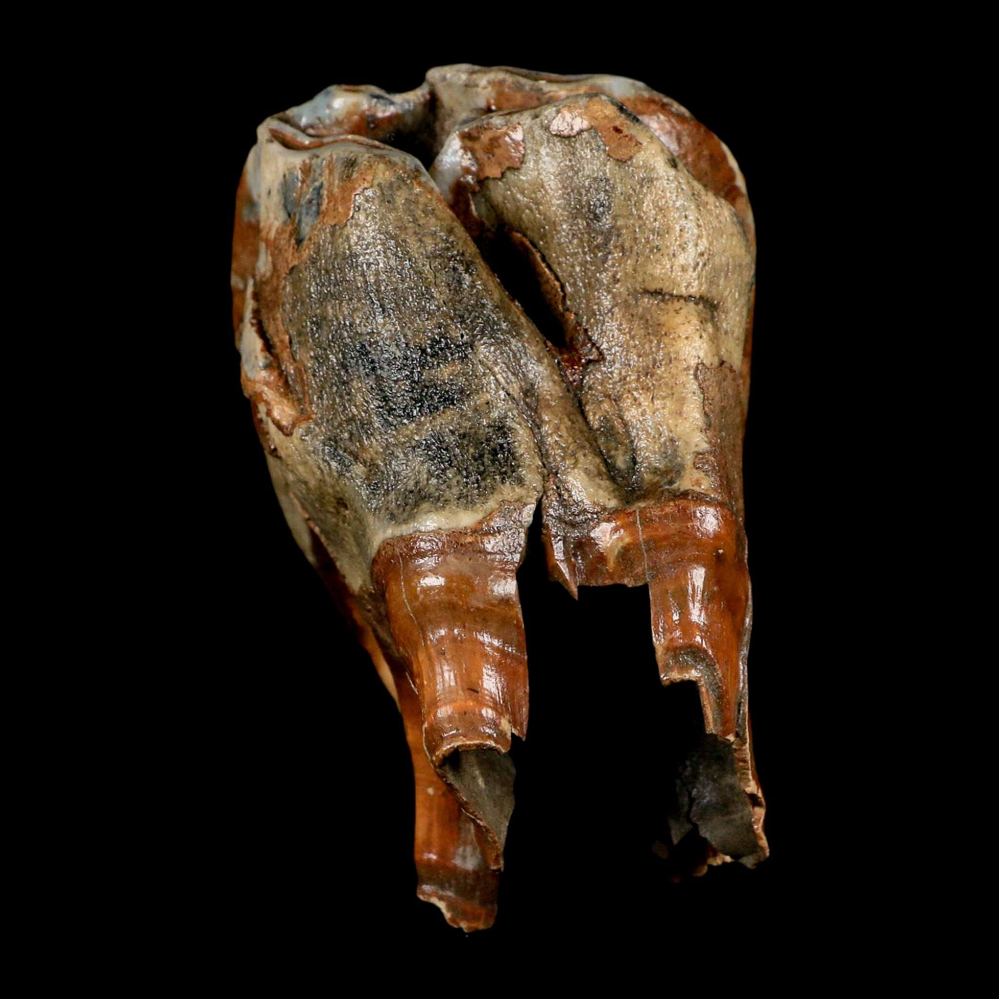 3.7" Woolly Rhinoceros Fossil Rooted Tooth Pleistocene Age Megafauna Russia COA - Fossil Age Minerals