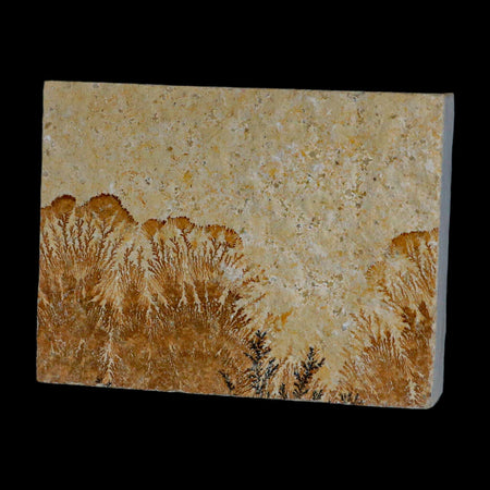 3.2" Pyrolusite Dendritic Limestone Solnhofen Upper Jurassic Age West Germany