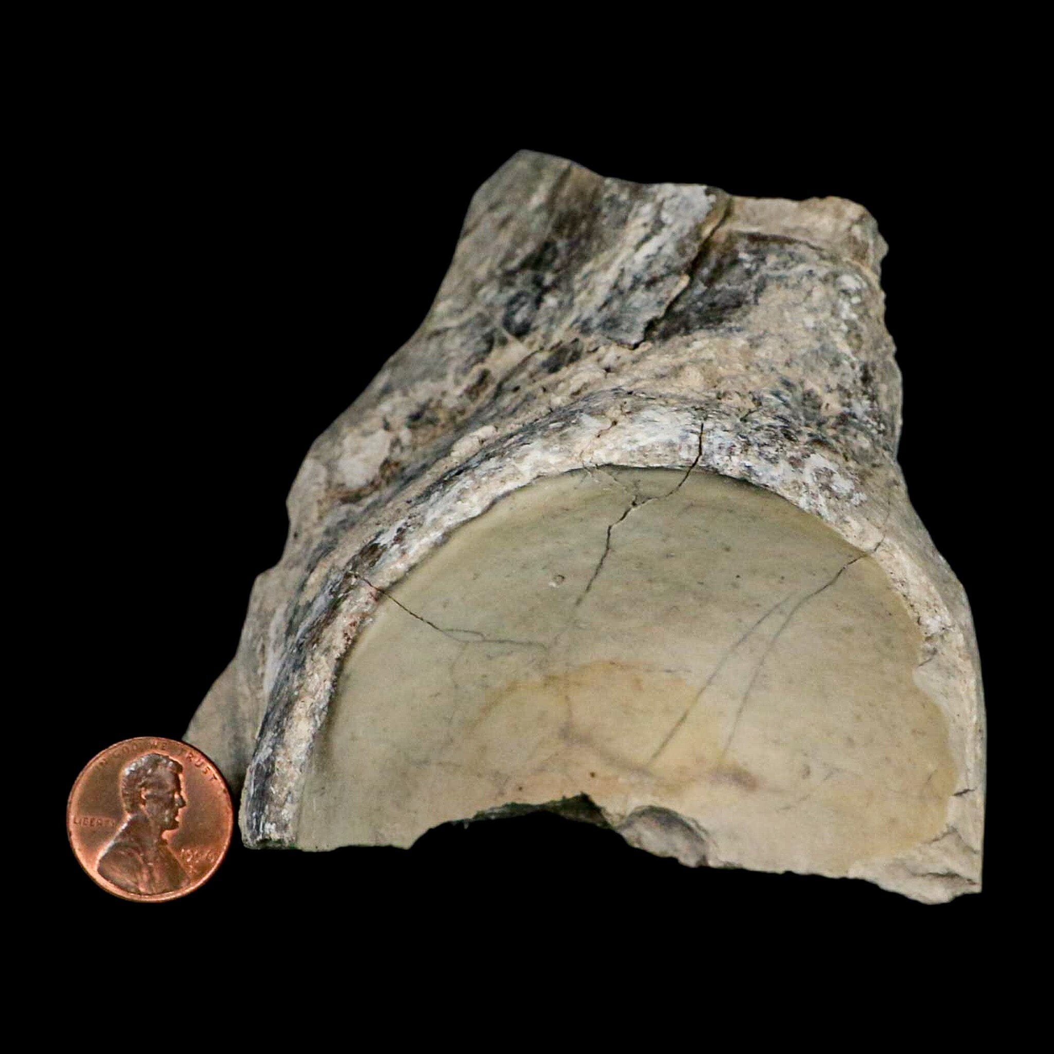 4.6" Brontothere Fossil Knee Bone Eocene Age Badlands S Dakota Titanothere COA - Fossil Age Minerals
