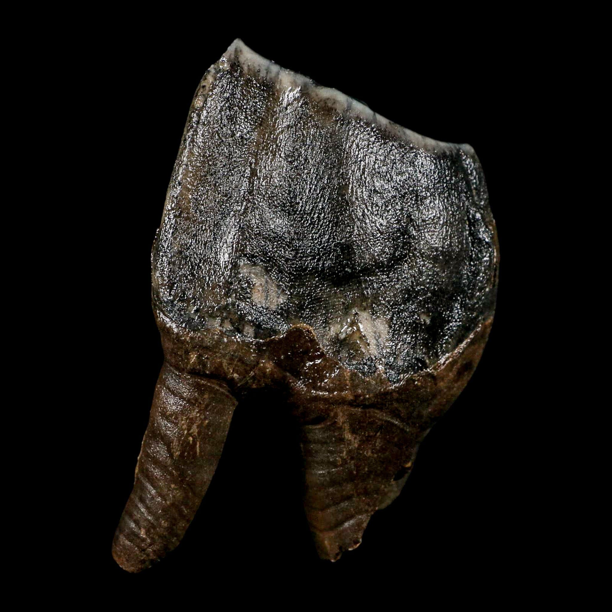 3.8" Woolly Rhinoceros Fossil Rooted Tooth Pleistocene Age Megafauna Russia COA - Fossil Age Minerals