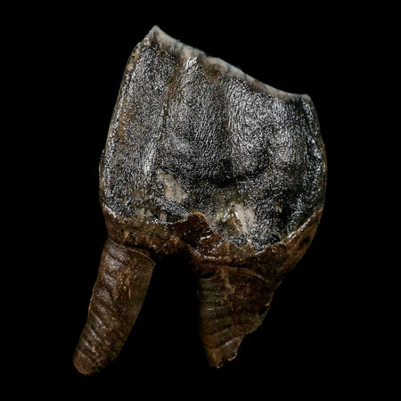 3.8" Woolly Rhinoceros Fossil Rooted Tooth Pleistocene Age Megafauna Russia COA