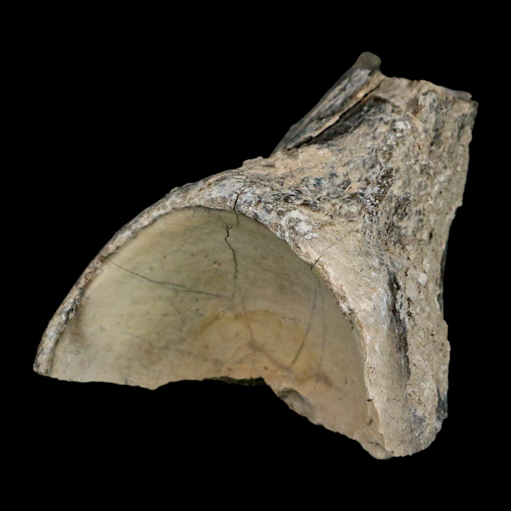 4.6" Brontothere Fossil Knee Bone Eocene Age Badlands S Dakota Titanothere COA - Fossil Age Minerals