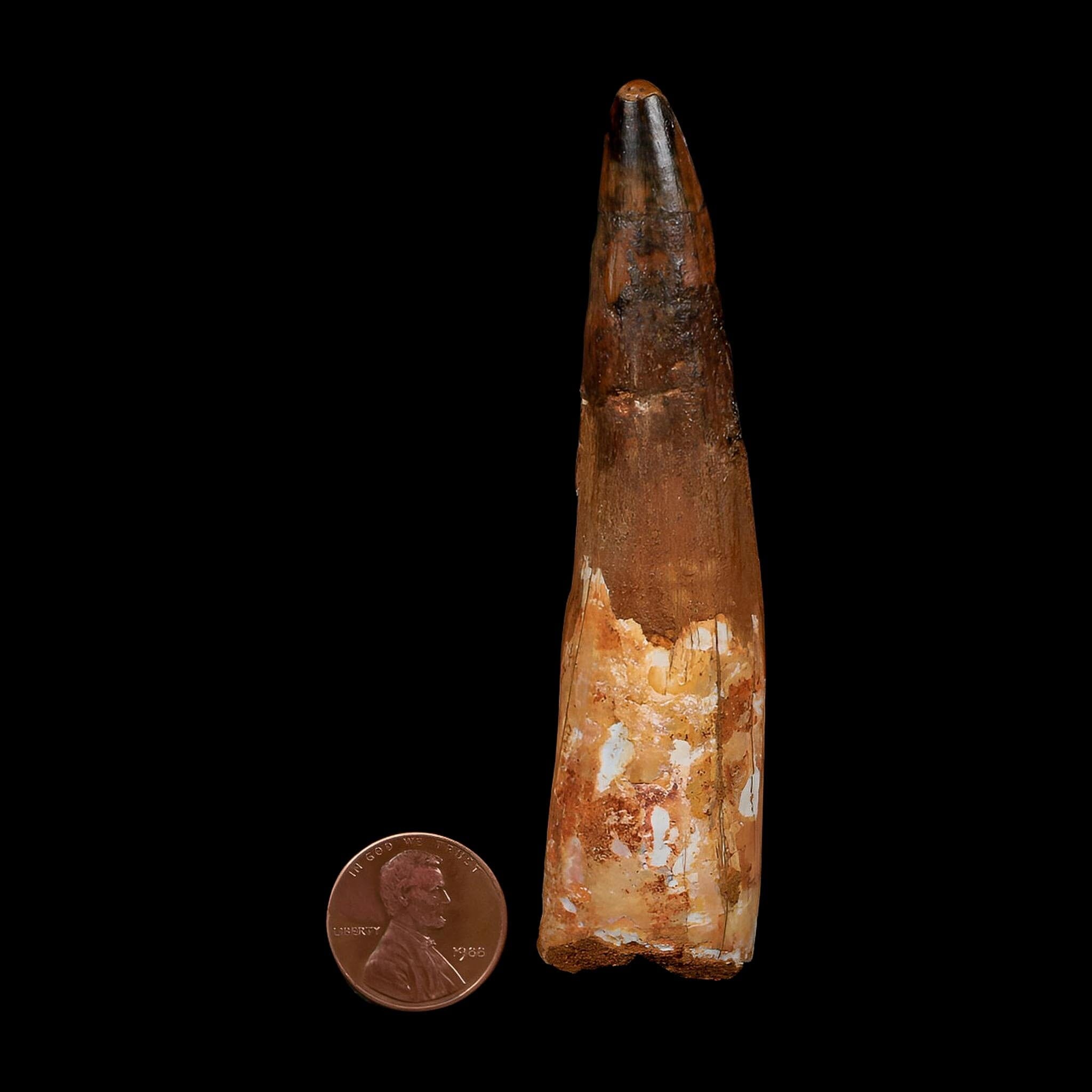 XL 3.7" Spinosaurus Fossil Tooth 100 Million Years Old Cretaceous Dinosaur COA - Fossil Age Minerals