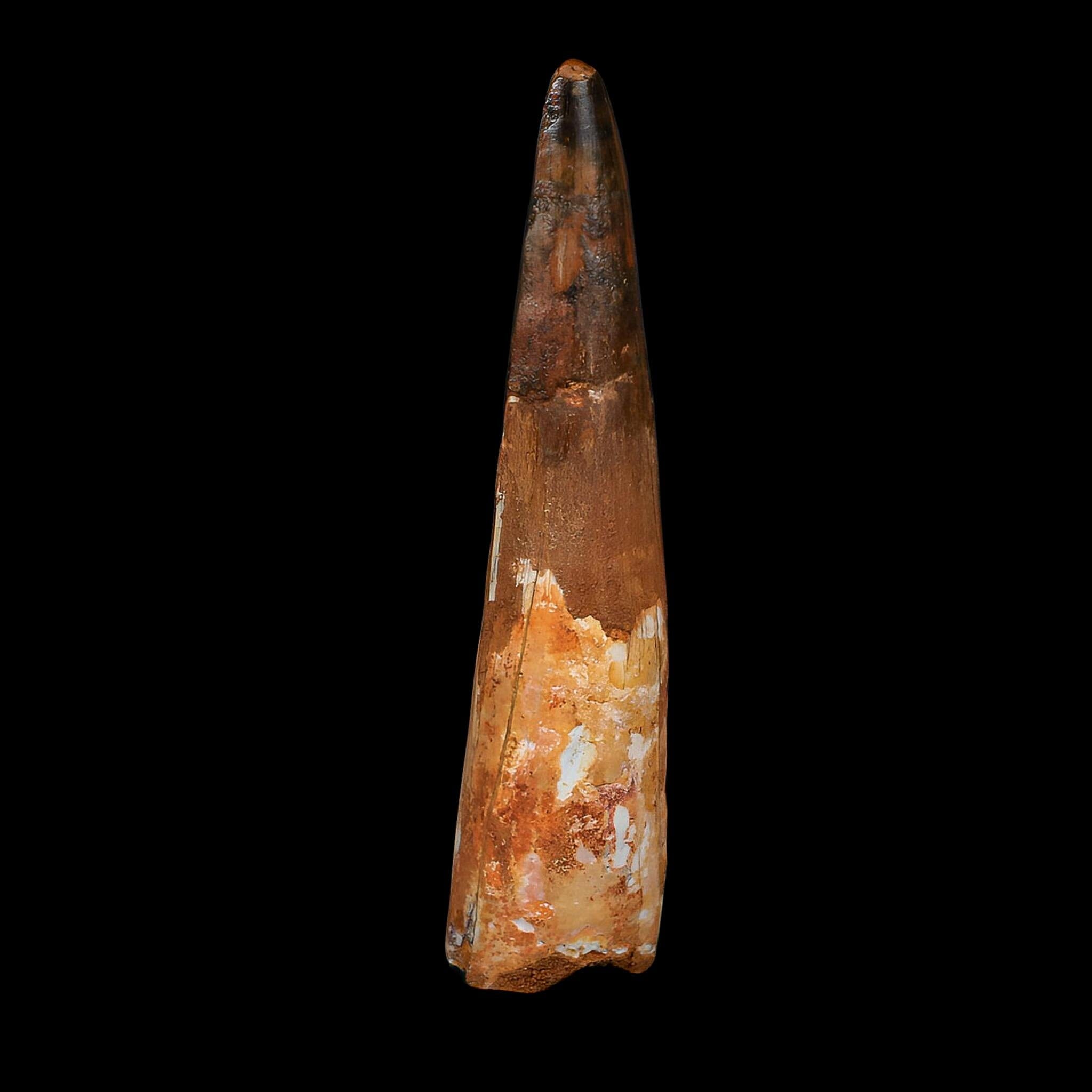 XL 3.7" Spinosaurus Fossil Tooth 100 Million Years Old Cretaceous Dinosaur COA - Fossil Age Minerals