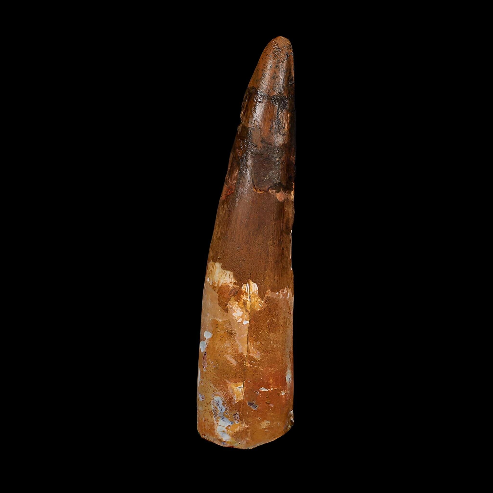 XL 3.7" Spinosaurus Fossil Tooth 100 Million Years Old Cretaceous Dinosaur COA - Fossil Age Minerals