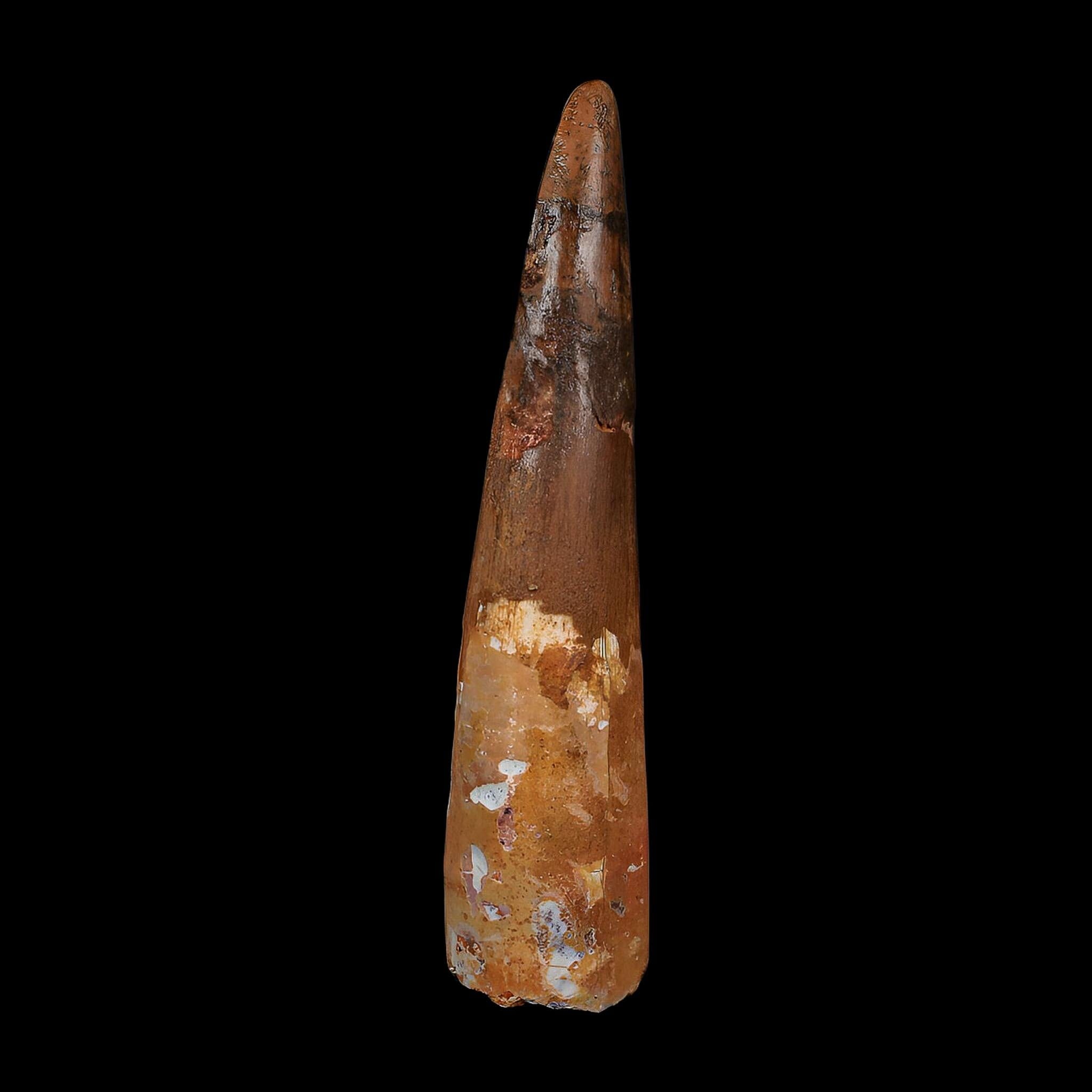 XL 3.7" Spinosaurus Fossil Tooth 100 Million Years Old Cretaceous Dinosaur COA - Fossil Age Minerals