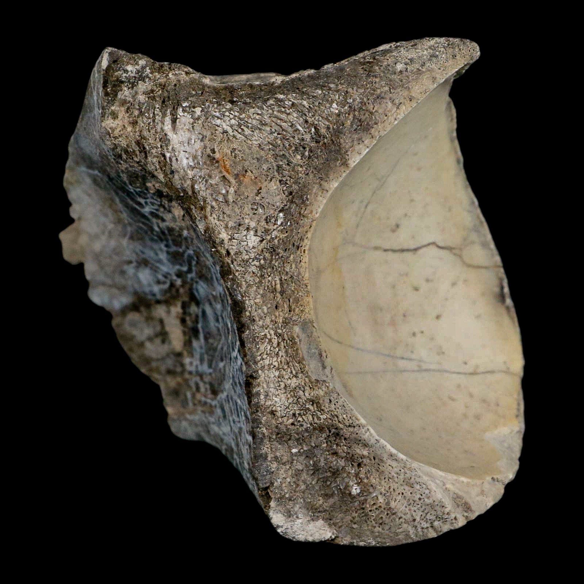 4.6" Brontothere Fossil Knee Bone Eocene Age Badlands S Dakota Titanothere COA - Fossil Age Minerals