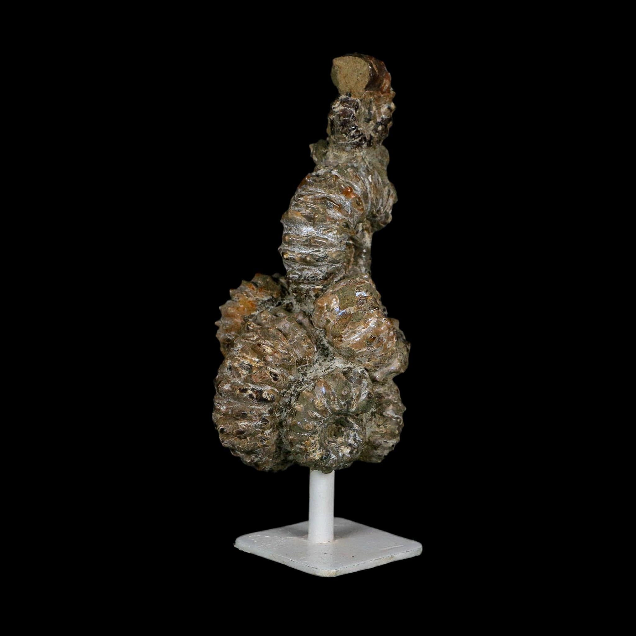 5.1" Douvilleiceras Tractor Ammonite Fossil Cluster on Stand Madagascar Jurassic Age