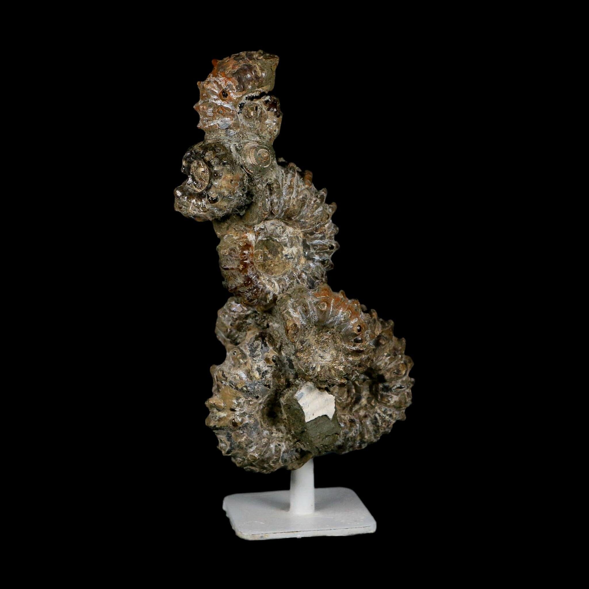 5.1" Douvilleiceras Tractor Ammonite Fossil Cluster on Stand Madagascar Jurassic Age