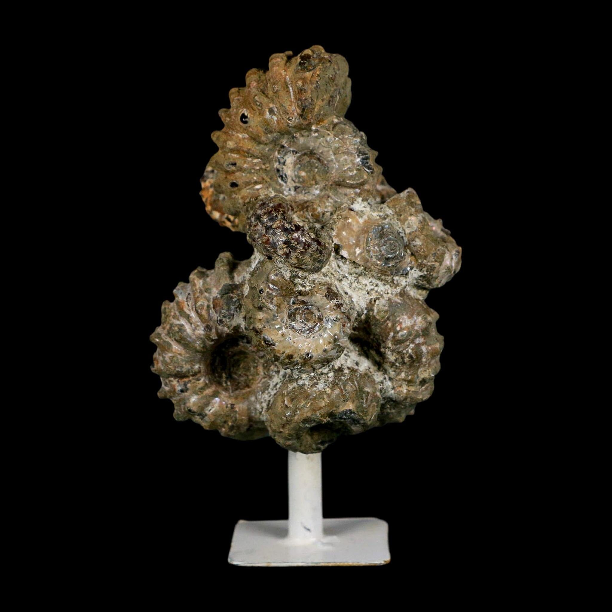 3.6" Douvilleiceras Tractor Ammonite Fossil Cluster on Stand Madagascar Jurassic Age