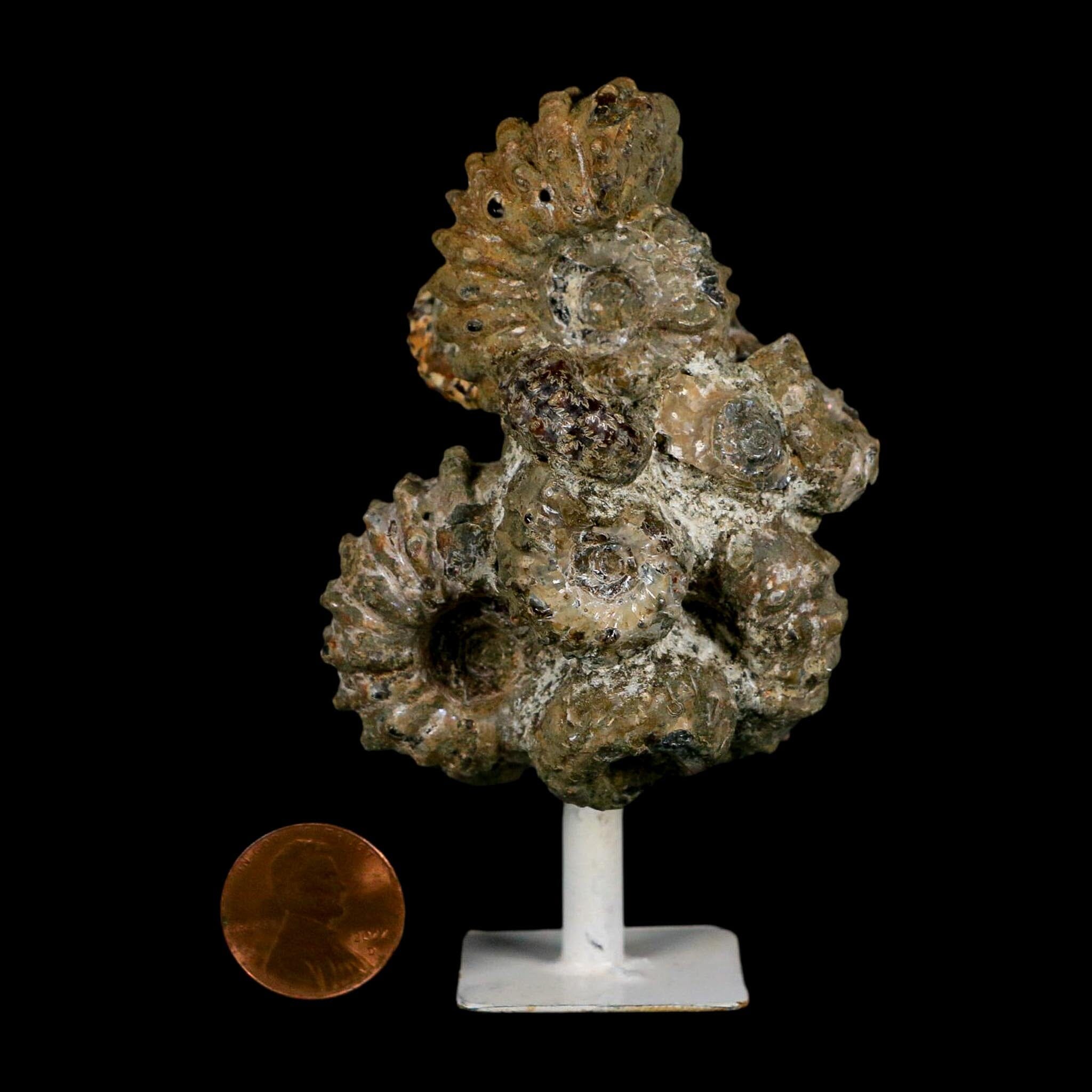 3.6" Douvilleiceras Tractor Ammonite Fossil Cluster on Stand Madagascar Jurassic Age