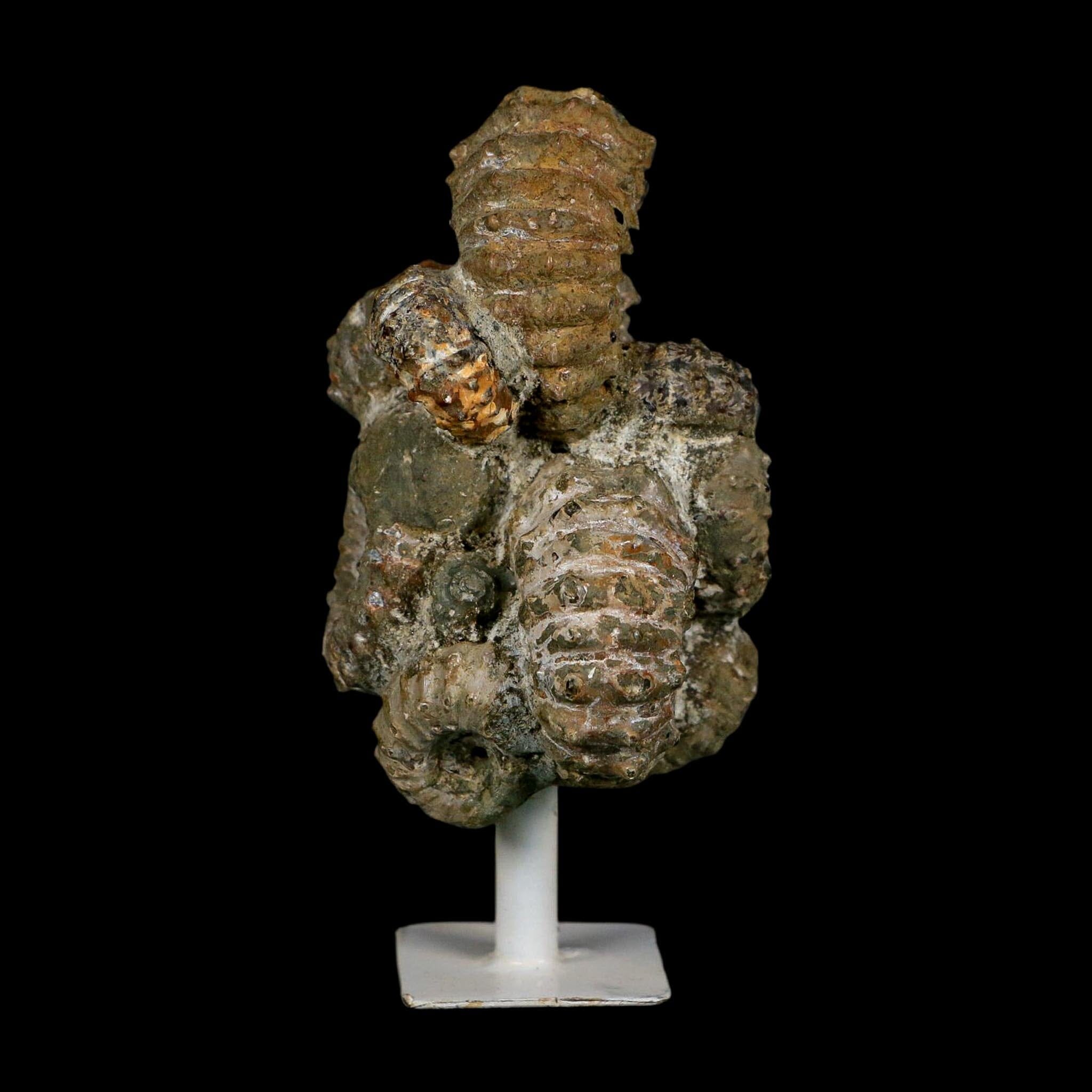 3.6" Douvilleiceras Tractor Ammonite Fossil Cluster on Stand Madagascar Jurassic Age