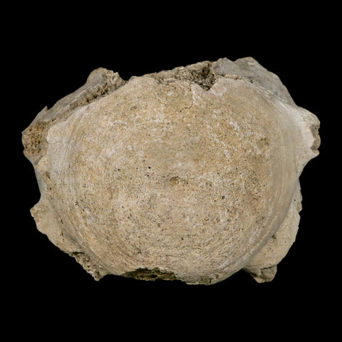 3.8" Brontothere Fossil Vertebrae Bone Eocene Age Badlands S Dakota Titanothere COA - Fossil Age Minerals