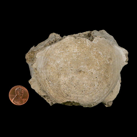 3.8" Brontothere Fossil Vertebrae Bone Eocene Age Badlands S Dakota Titanothere COA - Fossil Age Minerals