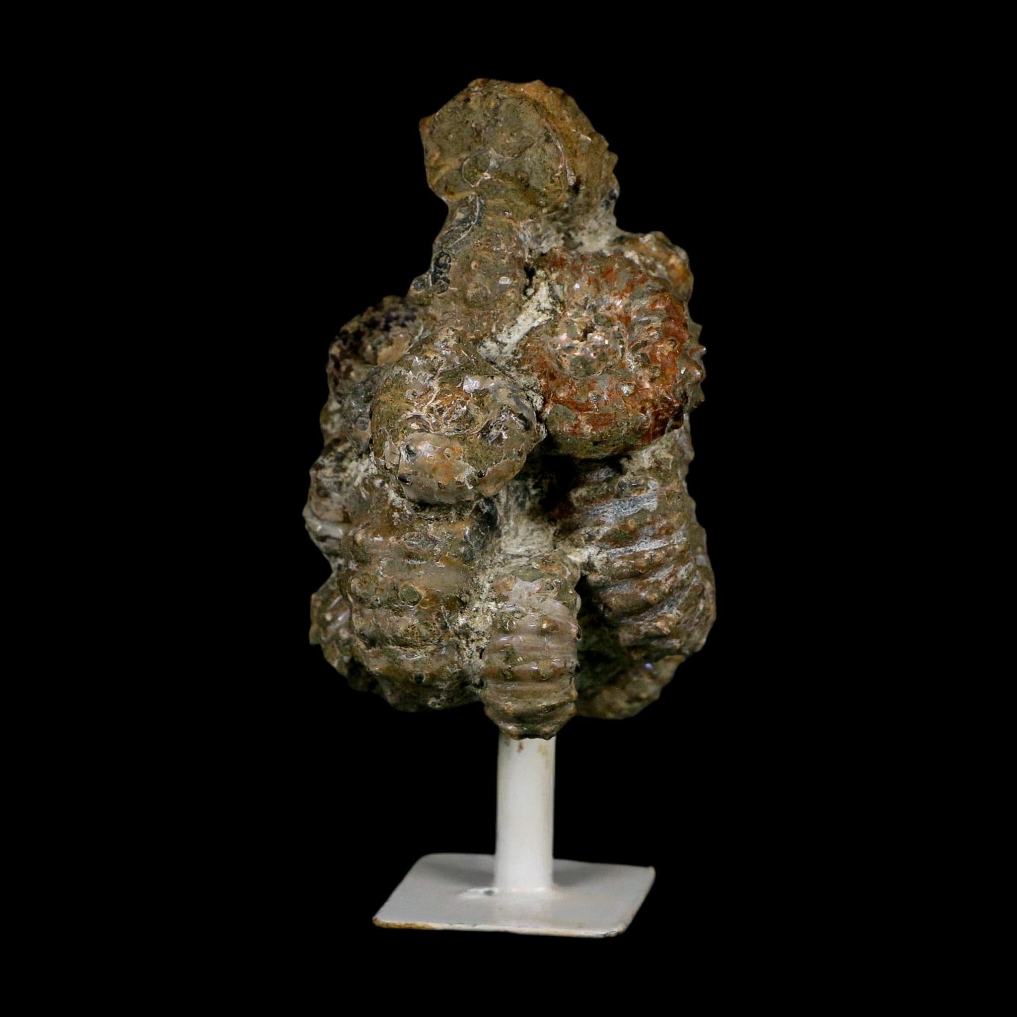 3.6" Douvilleiceras Tractor Ammonite Fossil Cluster on Stand Madagascar Jurassic Age