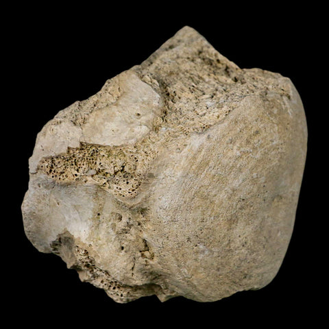 3.8" Brontothere Fossil Vertebrae Bone Eocene Age Badlands S Dakota Titanothere COA - Fossil Age Minerals