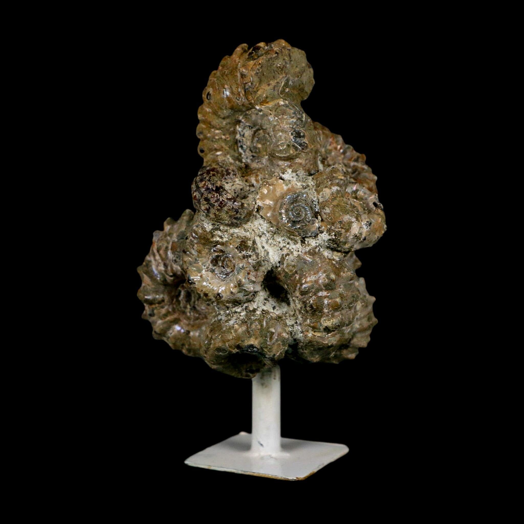 3.6" Douvilleiceras Tractor Ammonite Fossil Cluster on Stand Madagascar Jurassic Age