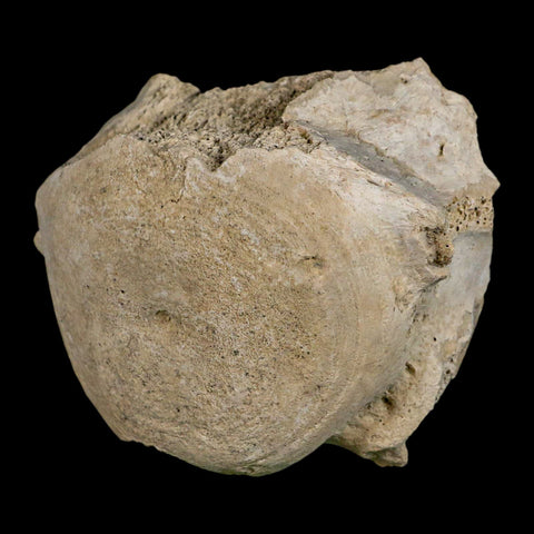 3.8" Brontothere Fossil Vertebrae Bone Eocene Age Badlands S Dakota Titanothere COA - Fossil Age Minerals