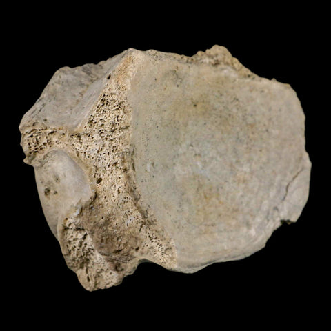 3.8" Brontothere Fossil Vertebrae Bone Eocene Age Badlands S Dakota Titanothere COA - Fossil Age Minerals