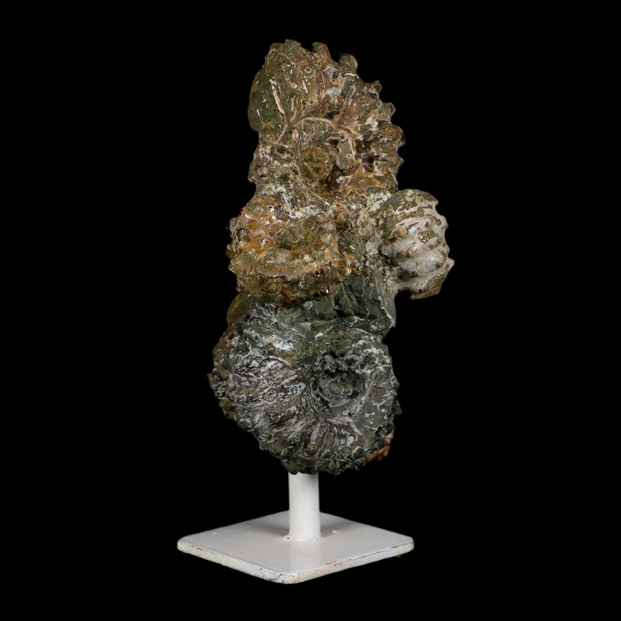 4.3" Douvilleiceras Tractor Ammonite Fossil Cluster on Stand Madagascar Jurassic Age