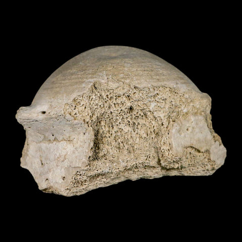 3.8" Brontothere Fossil Vertebrae Bone Eocene Age Badlands S Dakota Titanothere COA - Fossil Age Minerals