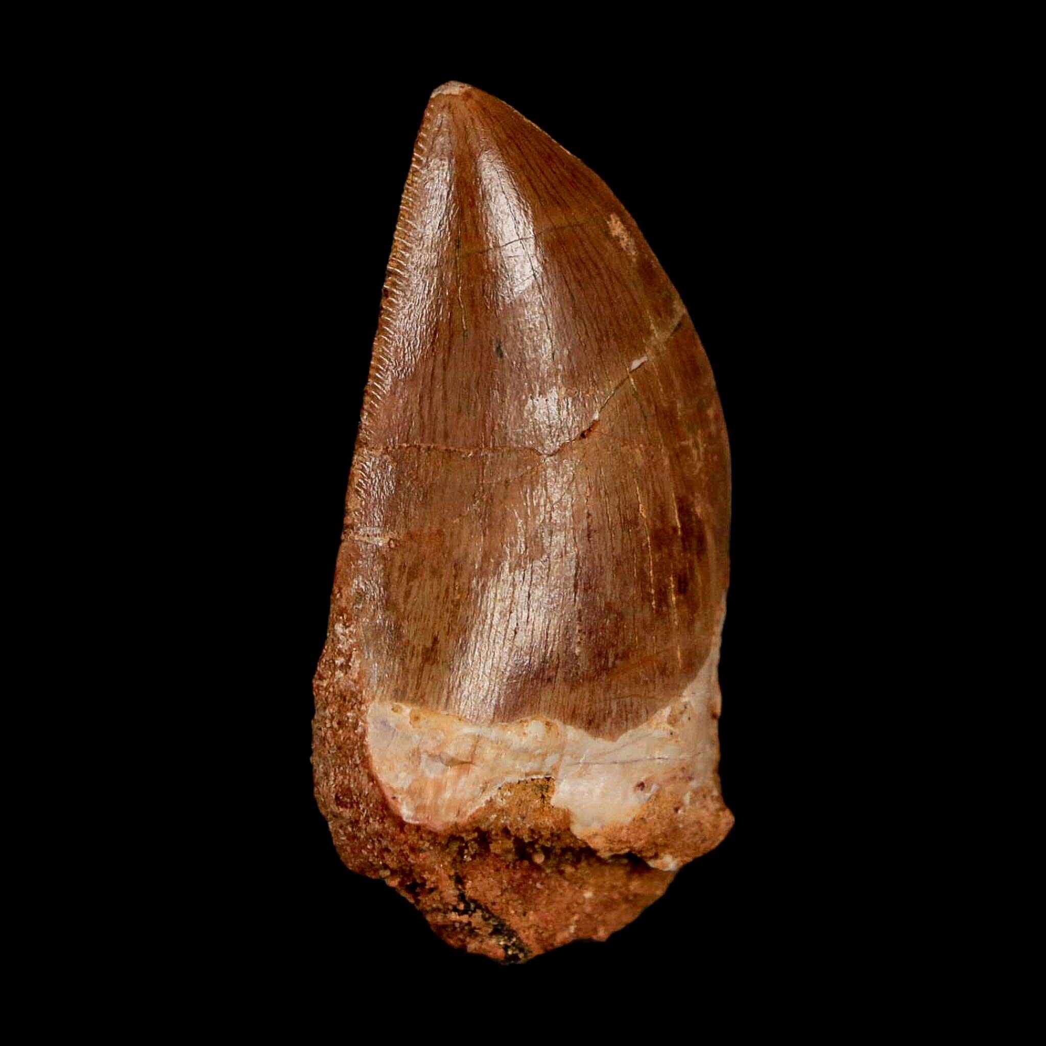 1.8" Carcharodontosaurus Fossil Tooth Cretaceous Dinosaur Morocco COA Stand - Fossil Age Minerals