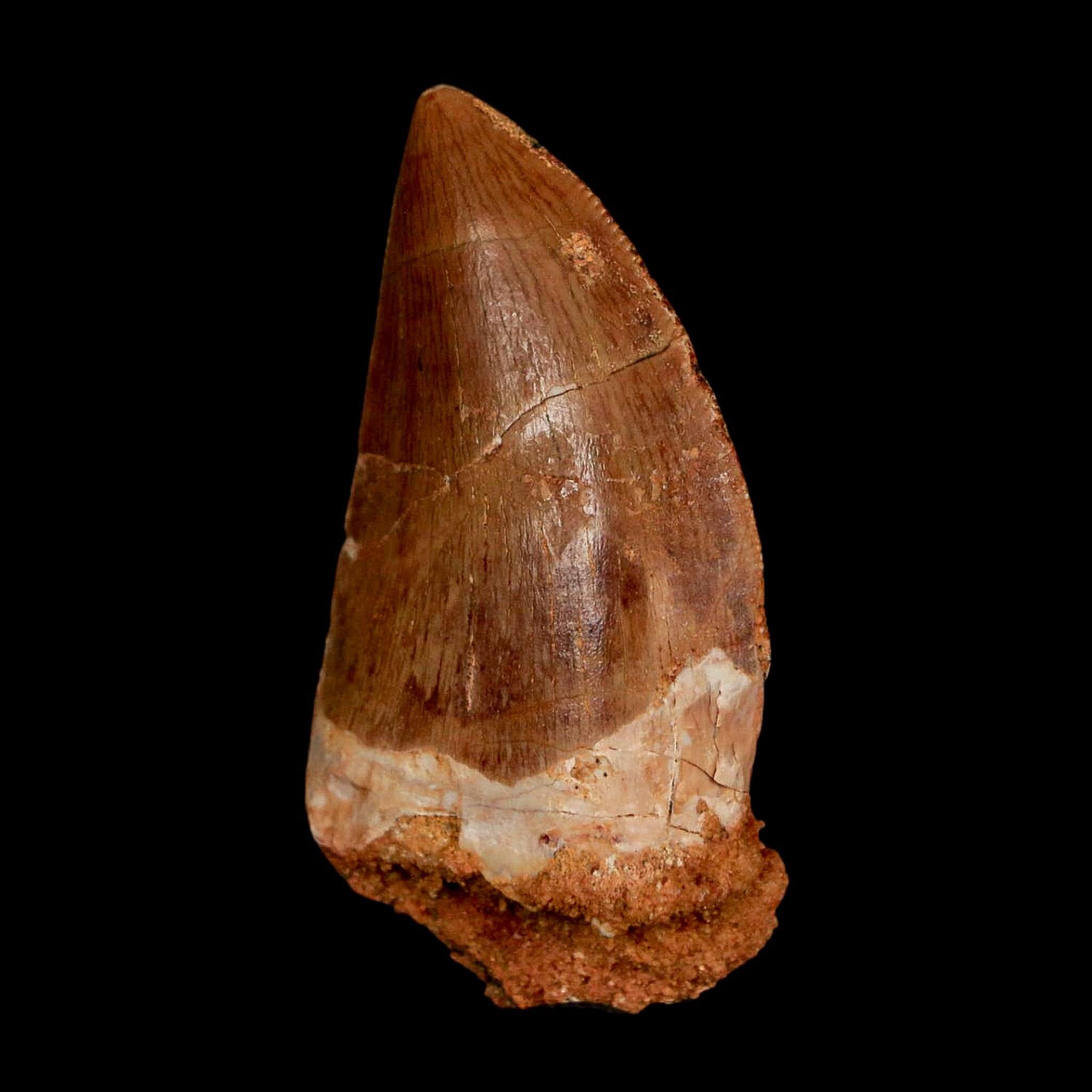 1.8" Carcharodontosaurus Fossil Tooth Cretaceous Dinosaur Morocco COA Stand - Fossil Age Minerals